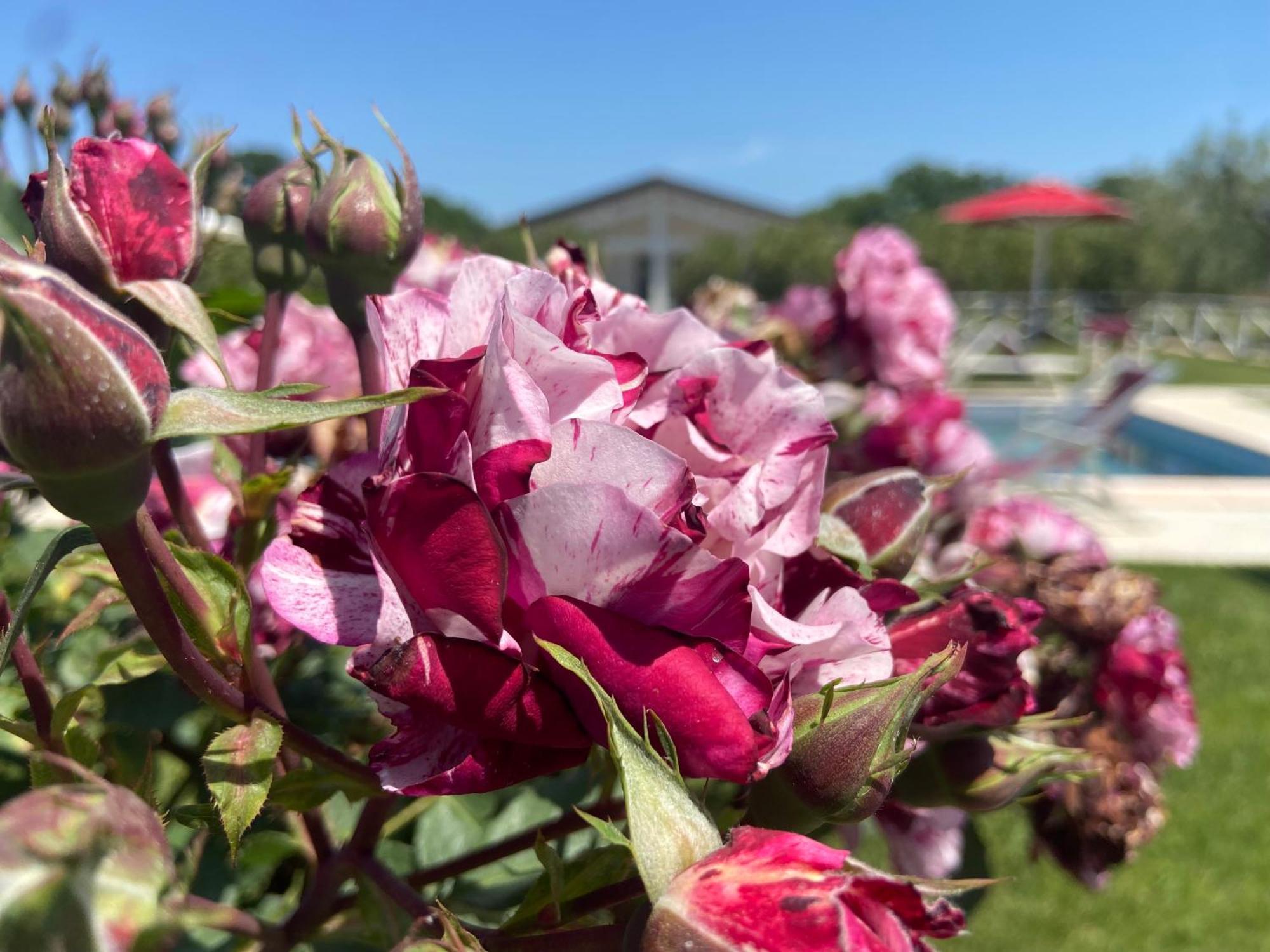 Agriturismo Re Di Fiori Доноратико Экстерьер фото